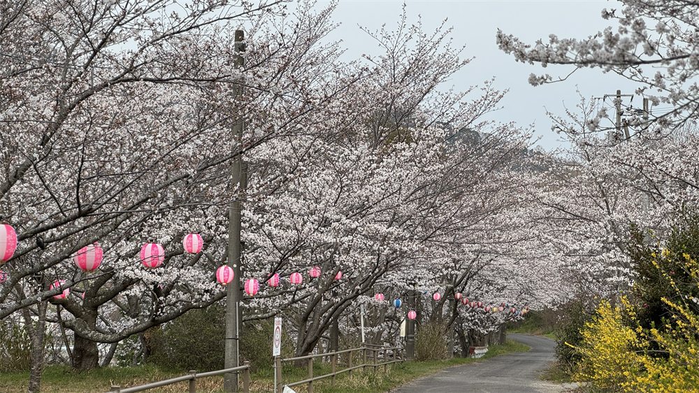 提灯がならぶ春の桜並木